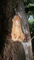 Cinnamomum verum