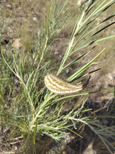 Woolly Milkweed (Gomphocarpus tomentosus)