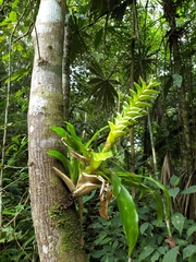 Tillandsia heliconioides
