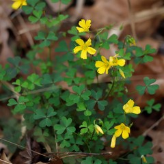 Oxalis texana