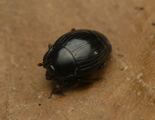 Margarinotus marginatus