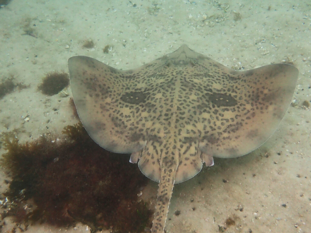 Biscuit Skate