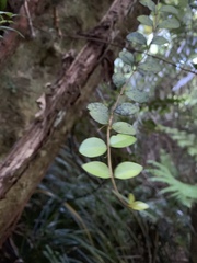 Metrosideros fulgens