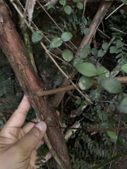 Metrosideros fulgens