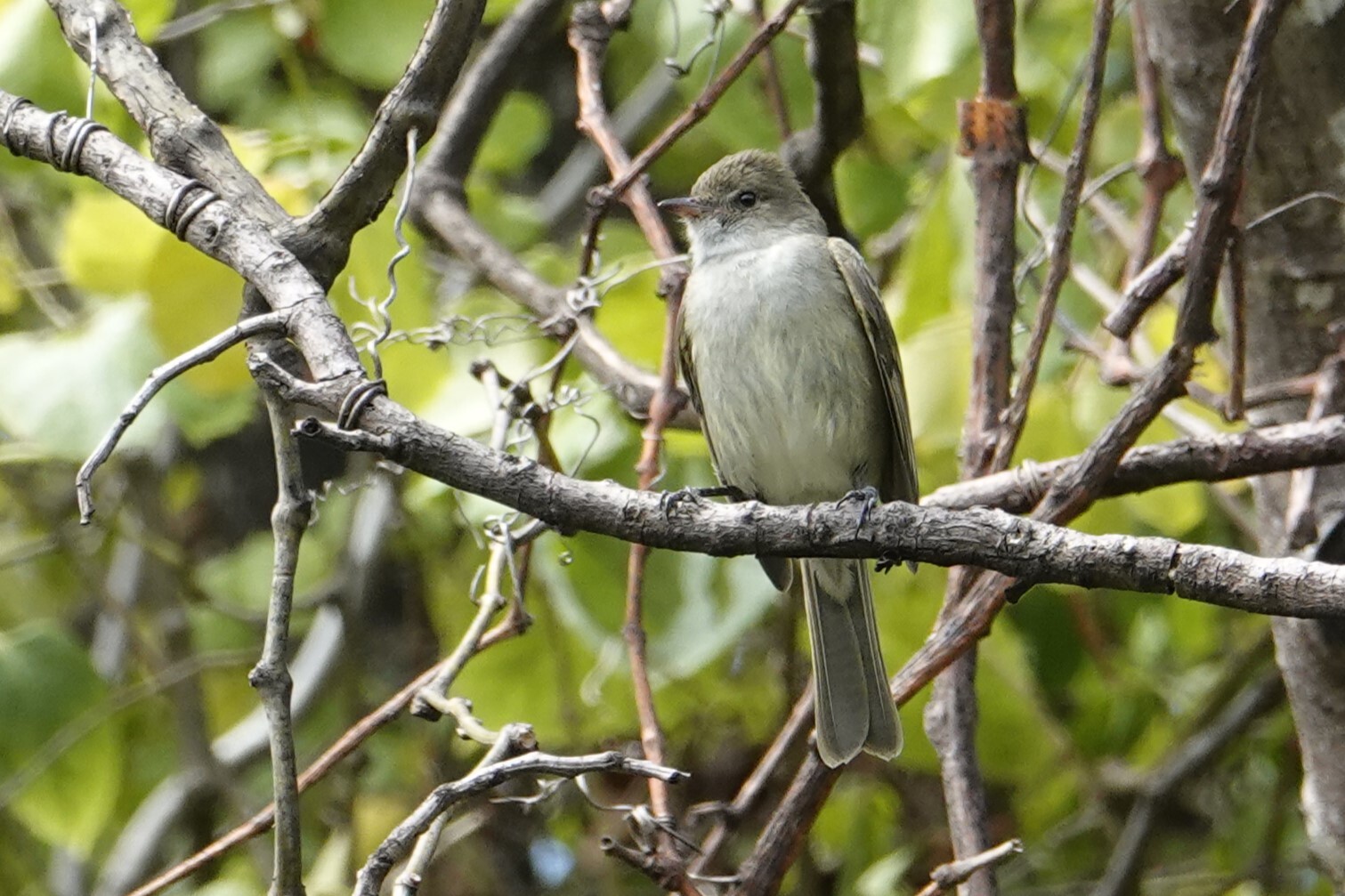 Caribbean Elaenia (Elaenia martinica), photo 4