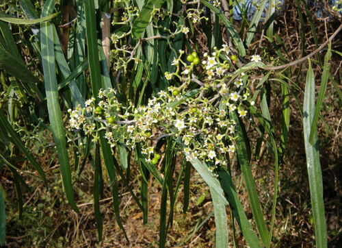Wilga (Geijera parviflora)