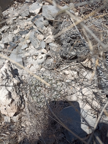 Bird's nest cactus (Thelocactus rinconensis)