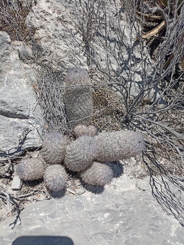 Rat-tail Nipple Cactus (Mammillaria pottsii)
