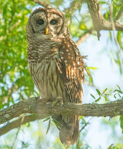 View observation of {o.common_name} on iNaturalist