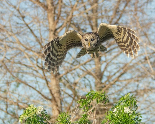 View observation of {o.common_name} on iNaturalist