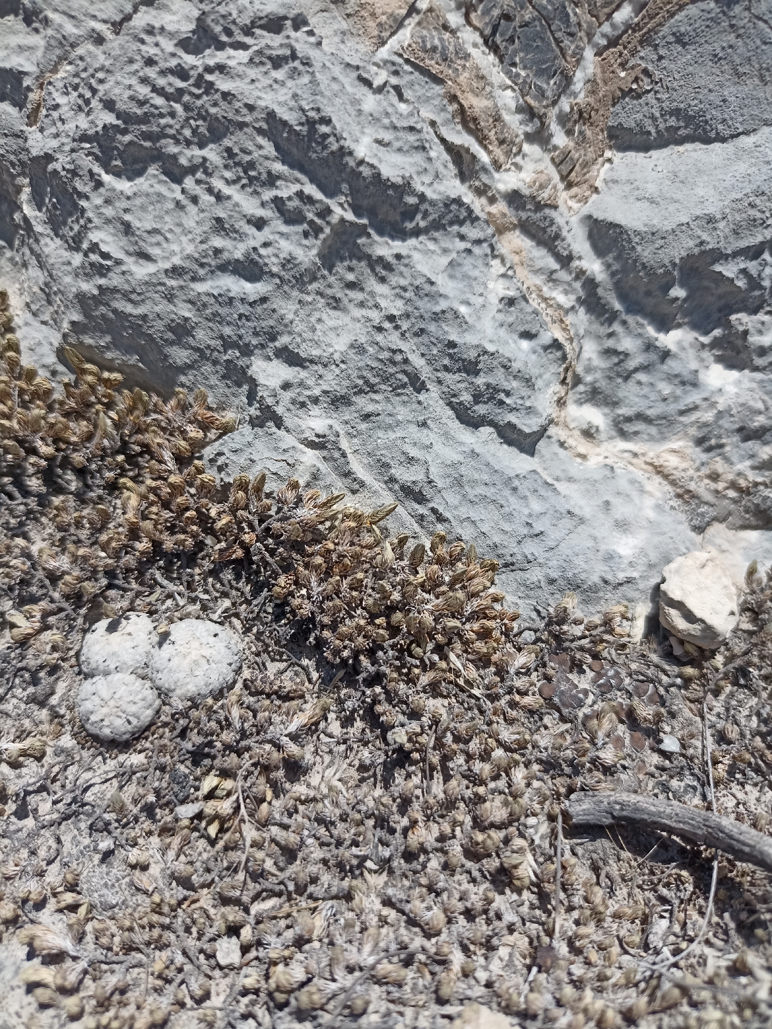 Turbinicarpus valdezianus