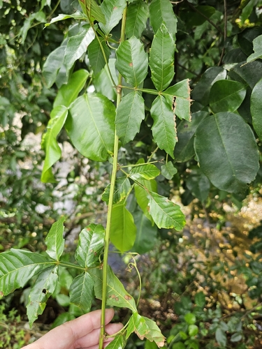 Bread and Cheese (Paullinia pinnata)