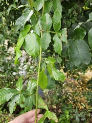 Paullinia pinnata, photograph (c) ritirene, some rights reserved (CC BY)