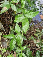 Paullinia pinnata, photograph (c) ritirene, some rights reserved (CC BY)
