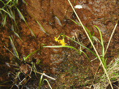 Narcissus willkommii, photograph (c) Duarte Frade, some rights reserved (CC BY)