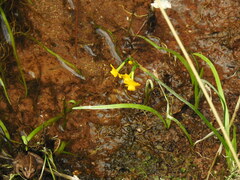 Narcissus willkommii