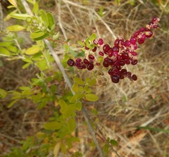Chenopodium candolleanum