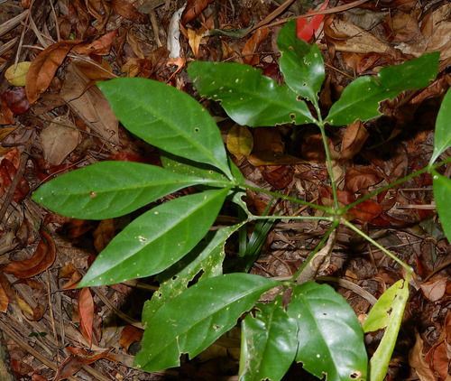 Fishpoison Wood (Melicope vitiflora)