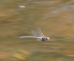 Austroaeschna inermis