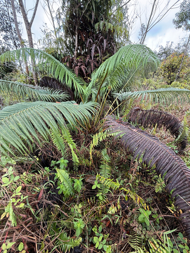 Sadleria cyatheoides observed 2026-03-07