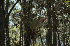 Tillandsia bourgaei