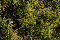 Acacia victoriae