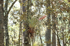 Tillandsia bourgaei
