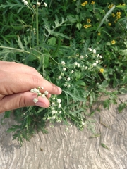 Parthenium hysterophorus