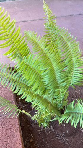 Nephrolepis brownii observed 2026-01-27
