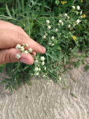 Parthenium hysterophorus