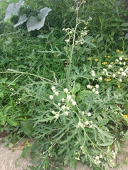 Parthenium hysterophorus