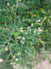Parthenium hysterophorus