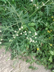 Parthenium hysterophorus