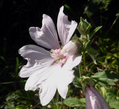 Malva × clementii