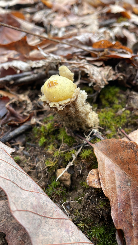 Calostoma lutescens · March 2026 · photo: © leahrubin (iNaturalist, cc0)