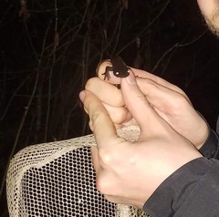 Ambystoma jeffersonianum