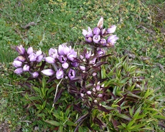 Gentianella foliosa