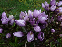 Gentianella foliosa