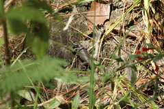 Sceloporus aureolus