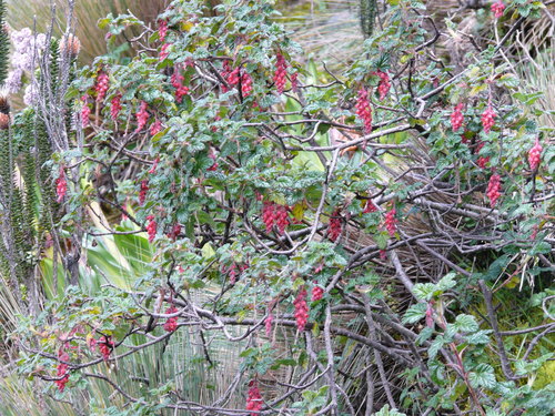 Ribes hirtum (Ribes hirtum)