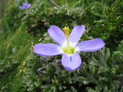 Nototriche phyllanthos