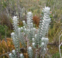 Lasiocephalus ovatus