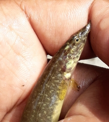 Macrognathus