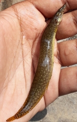 Macrognathus
