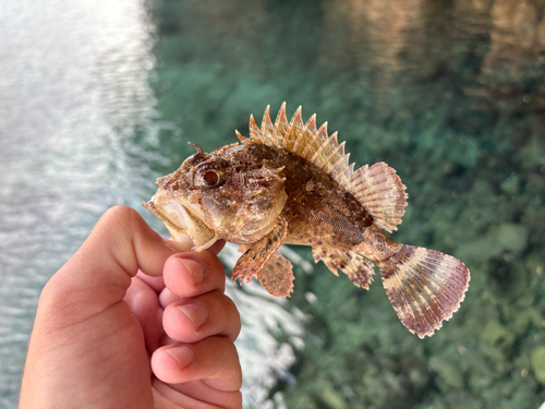 Scorpaena porcus