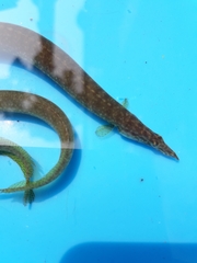 Macrognathus