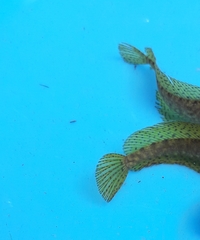 Macrognathus