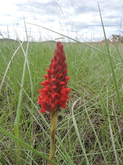 Disa