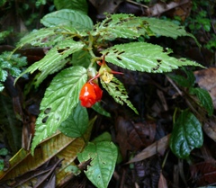 Begonia longirostris