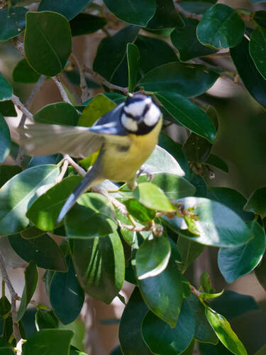 African Blue Tit (Cyanistes teneriffae), photo 8
